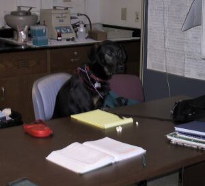 a picture of a dog hard at work